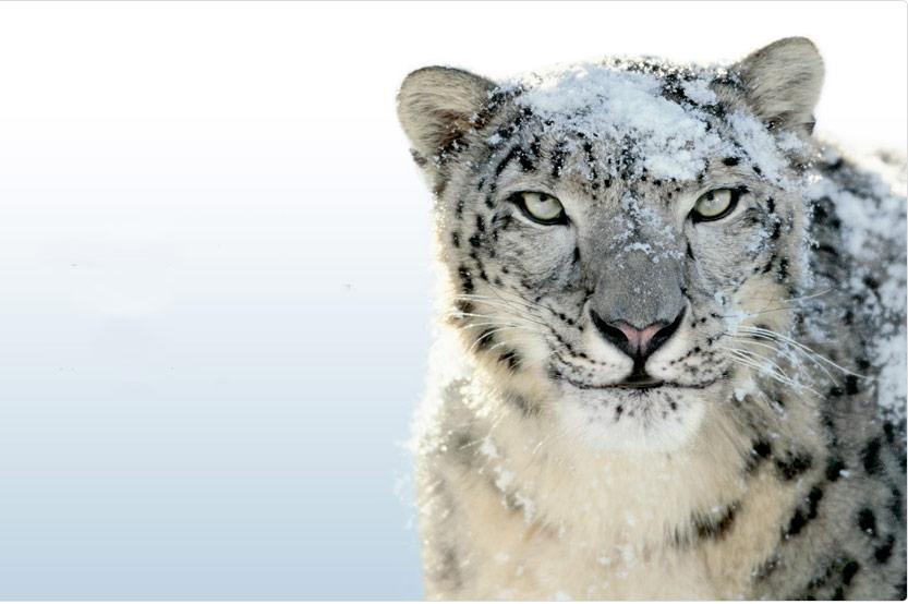 apple snow leopard update to